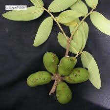 Image result for Hexalobus monopetalus