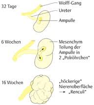 Die abteilung urologie stellt den patienten eine umfassende diagnostische und therapeutische palette zur verfügung: Embryologische Grundlagen Diagnostik Eref Thieme