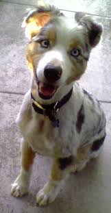 Australian Shepherd With A Summer Haircut Australian Shepherd Dog Haircuts Mini Australian Shepherds