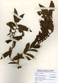 Image result for Bridelia scleroneura