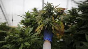Wann folgt deutschland dem beispiel dieser länder und legalisiert es auch? Cannabis Legalisieren So Viel Geld Lasst Sich Der Staat Jedes Jahr Entgehen