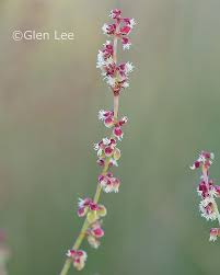 Image result for Sapium acetosella