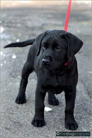 We did not find results for: Black Labrador Puppy Black Labrador Puppy Lab Puppies Black Labrador Retriever