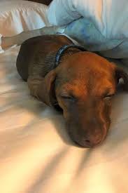 Maybe you would like to learn more about one of these? Looking To Adopt A Pet Here Are 6 Precious Puppies To Adopt Now In Jacksonville
