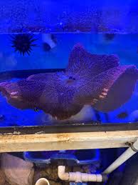 Image result for Aneilema nyasense