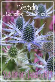 Edeldisteln Selbst De Edeldistel Distel Baumstamm Garten