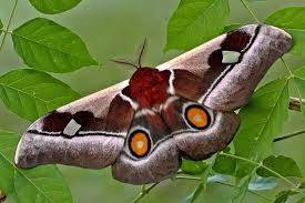 Image result for images emperor moth chrysalis
