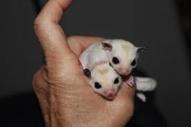 Sugar Glider For Sale Mn Petfinder