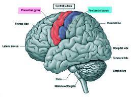 Check spelling or type a new query. Figure Post And Pre Central Gyrus Image Courtesy S Bhimji Md Statpearls Ncbi Bookshelf