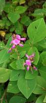 Image result for Desmodium uncinatum