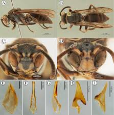 Image result for Disperis sp. nov. aff. bifida