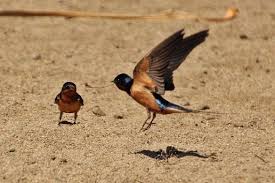 Barn Swallow Birds That Make Mud Nests Swallows Playing In The Mud Barn Swallow Mud San Francisco Bay Area