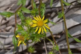 Image result for Stemodiopsis