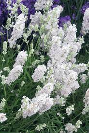20 Lavender White Snow Lavandula Angustifolia Fragrant Etsy In 2021 Flower Seeds White Flowering Plants Lavender Seeds