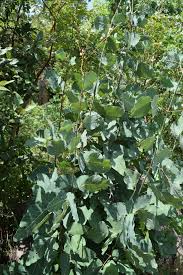 Image result for Adenodolichos rhomboideus