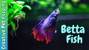 We provide a professional, reliable and easy buying. Betta Fish And Guppy Community Tank Vlog Youtube