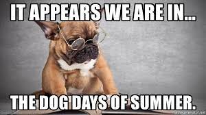 Maybe you would like to learn more about one of these? It Appears We Are In The Dog Days Of Summer Reading Dog Meme Generator