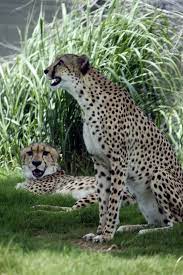 Brother And Sister Cheetahs Bonde And Kilima At Dallas Zoo Dallas Zoo Animals Feline