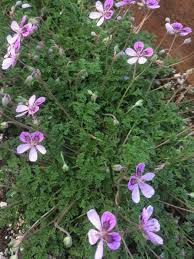 Image result for Gerrardinaceae