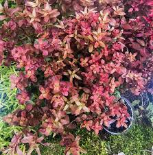 Image result for Rotala tenella