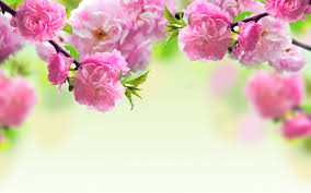 A unique community with something for everyone! Spring Computer Backgrounds Spring Flowers Background Spring Flowers Wallpaper Pink Spring Flowers