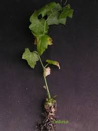 Image result for Kedrostis nana