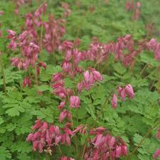 'luxuriant' is more sun and heat tolerant than most bleeding heart varieties. Zwerg Herzblume Luxuriant Dicentra Formosa Luxuriant Das Farnartige Graugrune Laub Und Die Lange Blutenpracht Machen Die Zwerg Herzblume Luxuriant Zu Einem Schonen Blickfang Im Ihrem Garten Native Plants