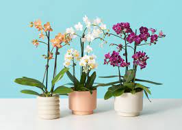 How To Care For Phalaenopsis Orchids Plant Care Tips The Sill