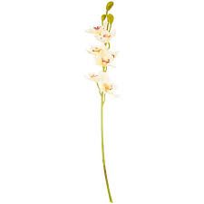 White Cymbidium Orchid Stem Hobby Lobby 701896 Cymbidium Orchids Orchids Stem