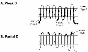FREQUENCY OF WEAK EXPRESSION OF 'D ALLELE' AMONG HEALTHY BLOOD DONORS