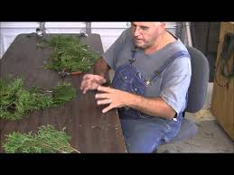 Image result for cuttings thujas