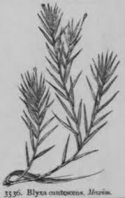 Image result for Blyxa