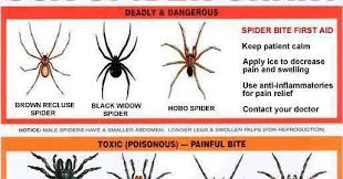 Survival Smarts Usa Spider Chart
