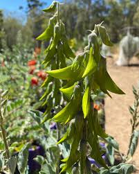 Image result for Crotalaria quarrei
