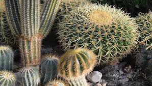 Mi mama me dijo q toque mis dedos con la lengua y con los dientes me saq las espinas ,.,. Otro Mito Que Cae Las Espinas De Los Cactus No Tienen Una Funcion Defensiva