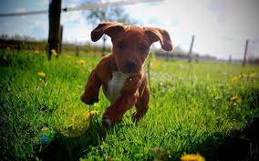 A Cute Brown Puppy Running In The Grass Super Cute Dogs Cute Animals Cute Dog Wallpaper