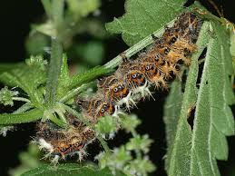 Image result for Polygonia c-album