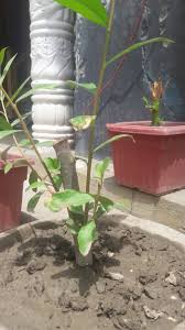 Bonsai Lovers Dwarf Loquat Tree Facebook