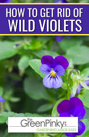 Maybe you would like to learn more about one of these? How To Get Rid Of Wild Violets Get Rid Of Them Once And For All
