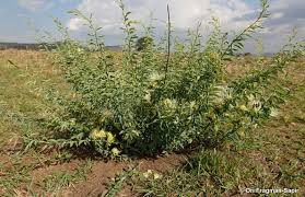 Image result for Maerua bussei