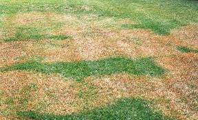 Brown spots appear where you killed the. Brown Patch Fungus College Station Bryan Brown Patch Treatment Prevention Aggieland Green