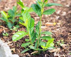 Gute zeitpunkte sind das zeitige frühjahr oder der spätsommer zwischen august und september. Kirschlorbeer Pflanzen Anleitung Experten Tipps Plantura
