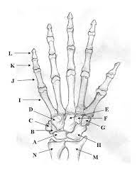 There was something about the clampetts that millions of viewers just couldn't resist watching. Bones Of The Upper Limb Quiz Proprofs Quiz