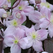 Check spelling or type a new query. Clematis Montana Mayleen Waldrebe Mayleen Online Kaufen Bei Schmid Gartenpflanzen