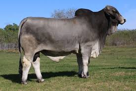 It was bred in the united states from 1885 from cattle originating in india, imported at various times from the united kingdom, from india and from brazil; Herd Bulls Brahman La Muneca Cattle Brahman And Simbrah Cattle