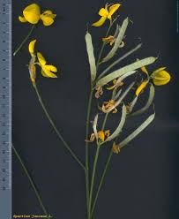 Image result for Spartium