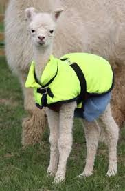 Google Image Result For Http Www Icis Com Blogs Icis Chemicals Confidential B Cute Alpaca Cute Animal Pictures Cute Animals