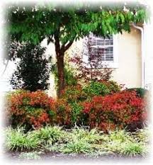 Once your dwarf nandina 'firepower' shrub order is placed, we will ship your plant(s) within seven business days year round unless during the checkout process you request otherwise in the space provided to do so. Nandina Fire Power East Coast Garden Center