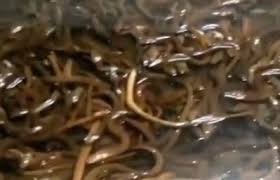 Check spelling or type a new query. 5 Jenis Makanan Yang Baik Untuk Belut Ternak Rosoeco Com