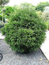 Check spelling or type a new query. Architectural Plants Cryptomeria Japonica Globosa Nana Japanese Garden Plants Plants Garden Shrubs
